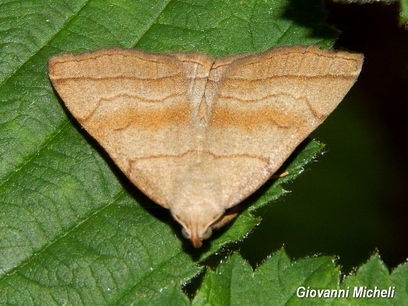 Herminia tarsicrinalis